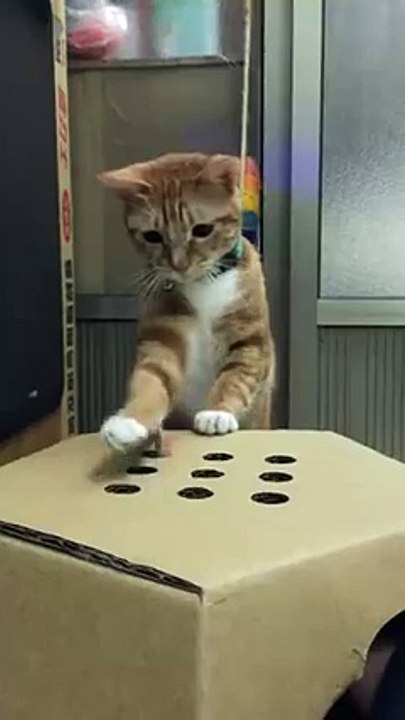funny cat
