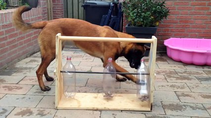 Funny Dog Bottle Game