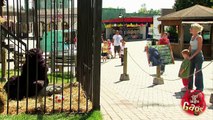 Crazy Kid Sneaks In Gorilla Cage