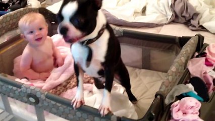 Crazy Boston terrier in baby's crib! Must see!!!!