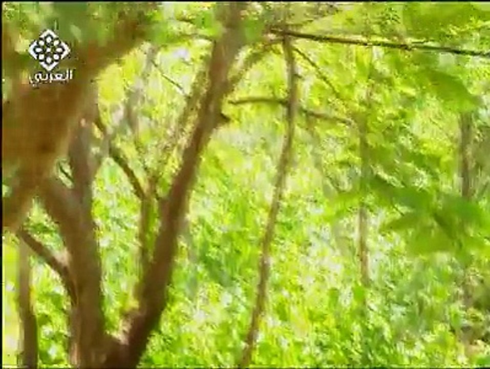 FUNNY MONKEY AND TIGER