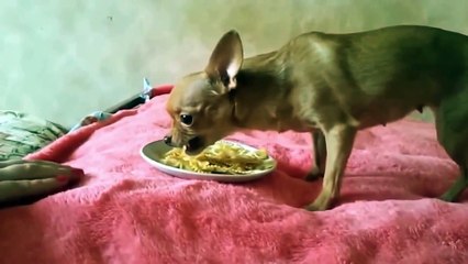 Funny Cats - Funny Dogs - Funny Pets - Funny videos compilation of animals in 2015