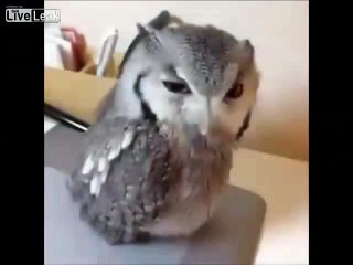 Drunk Owl Trying To Get Someone s Attention - Funny Angry Owl