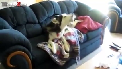 Most Funny Talking Dog Videos Compilation 2014 [NEW]