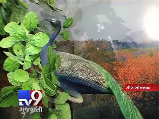 Play with animal sounds in Sasan Gir museum - Tv9 Gujarati