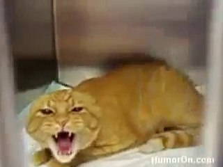 Le chat le plus agressif au monde