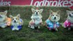 World’s First Corgi Race reveals Royal Baby Name of William and Kate!