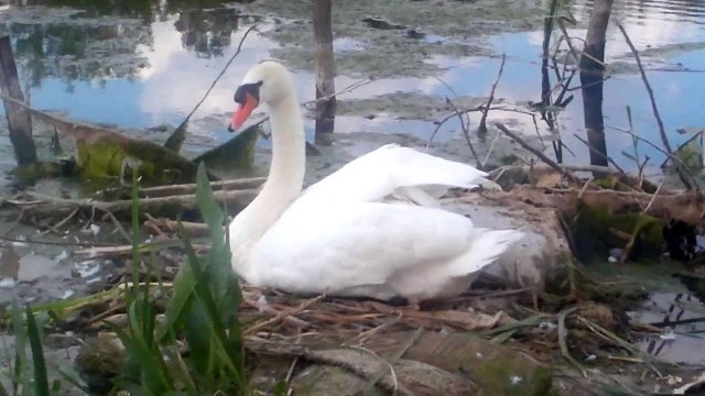 Beli labud na kanalu D.T.D u Rumenci - White swan on the canal D.T.D in Rumenka