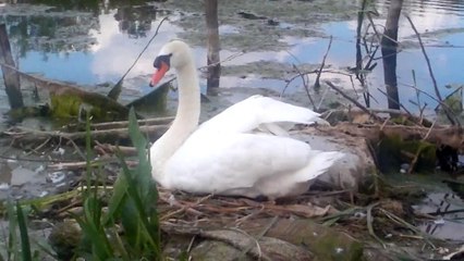 Beli labud na kanalu  D.T.D u Rumenci - White swan on the canal D.T.D in Rumenka