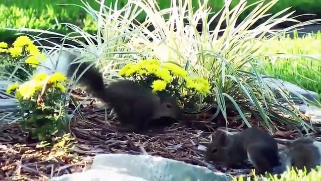 LOL Hot animal mating crazy videos funny video 2014 Part 38