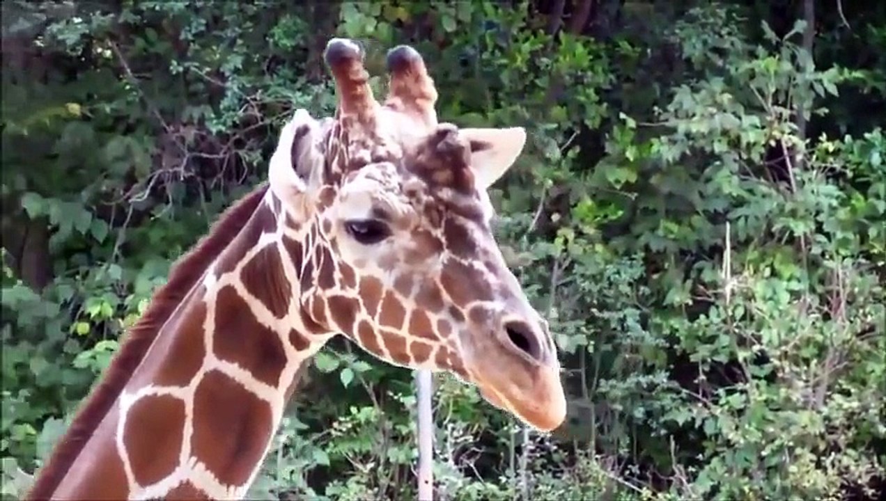 LOL Hot animal mating crazy videos funny video 2014 Part34 wild sex animal sex animal