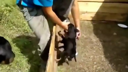 LOL New Animal Mating Special Funny video crazy 2015 part 2