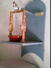 This is really amazing Bird Trying To Drink Water