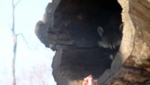 Raton laveur mignon / Cute raccoon