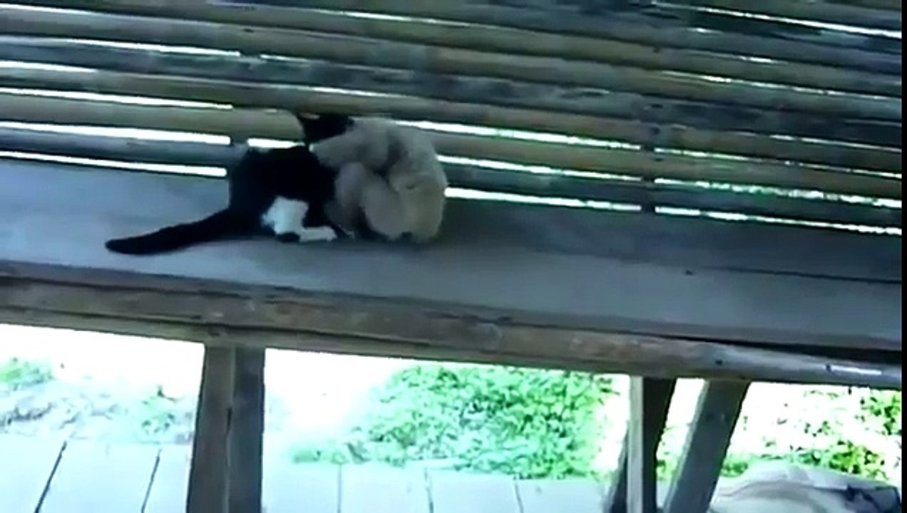 Singe se moque de chat / Monkey mocks cat