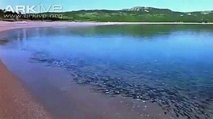 باز کا شکار دیکھیں۔بہت ہی اچھی ویڈیو ٖضرور دیکھیں۔