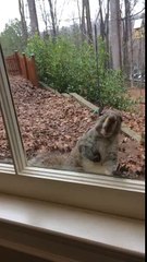 Squirrel lécher la fenêtre / Squirrel licking the window