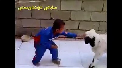 A Goat And A Kid Fighting even