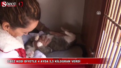 Obez kedi böyle zayıfladı