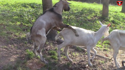 Goats are doing love dance