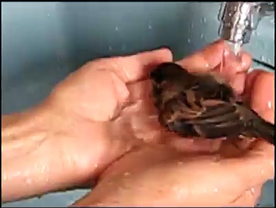 amazing sparrow