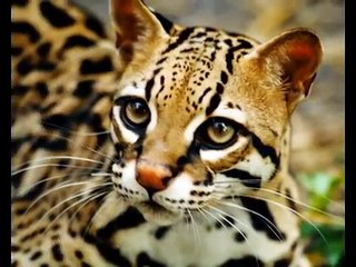 ALL Minecraft Mobs in Real Life!