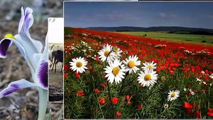 KÖYÜM VE DOĞA...DURAK YİĞİT-