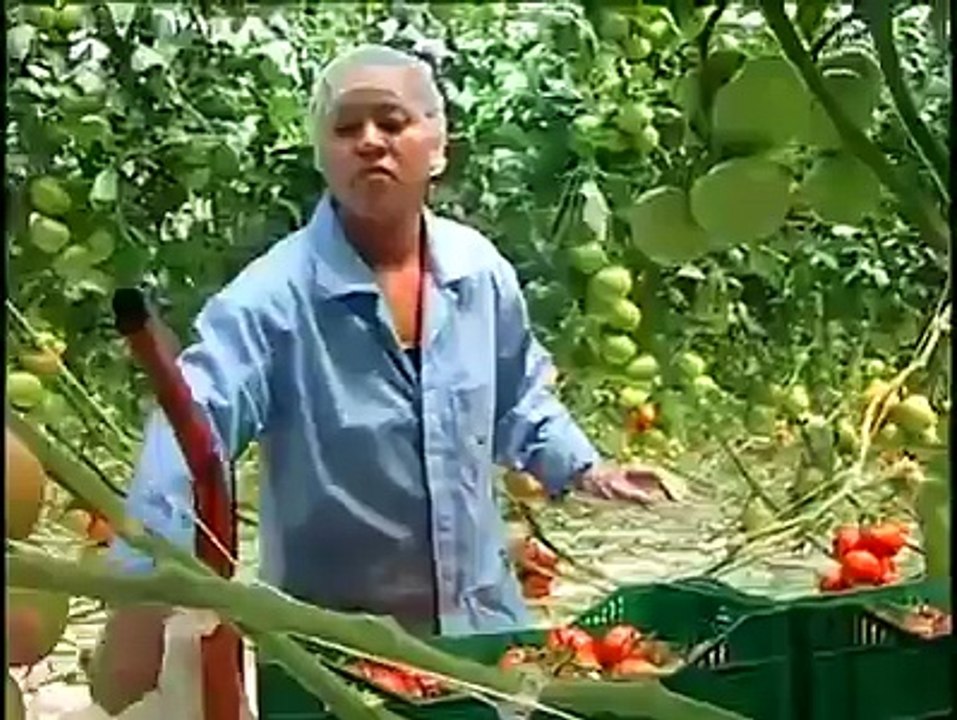 Tomato production