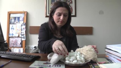 İpekböceği Türü "Hatay Sarısı" Tehdit Altında