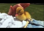 Cute duckling is very sleepy