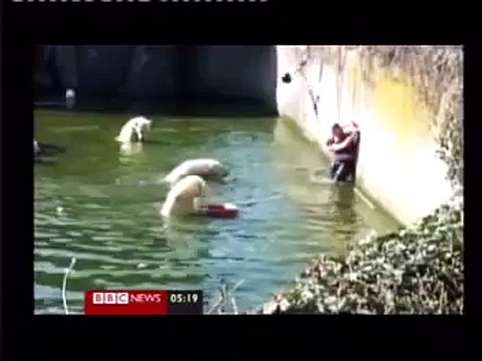 Polar bear attack recorded