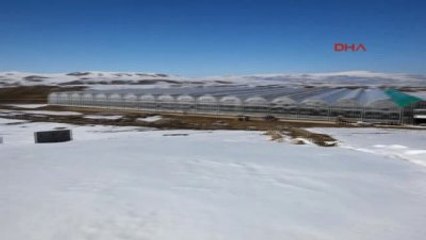 Ağrı - Eksi 35 Derecede Üretilen İlk Salkım Domatesler