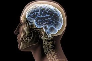 Los graves daños del azúcar en nuestro cerebro