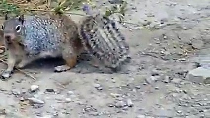 OHAA..sincap ve yılannın kavgası