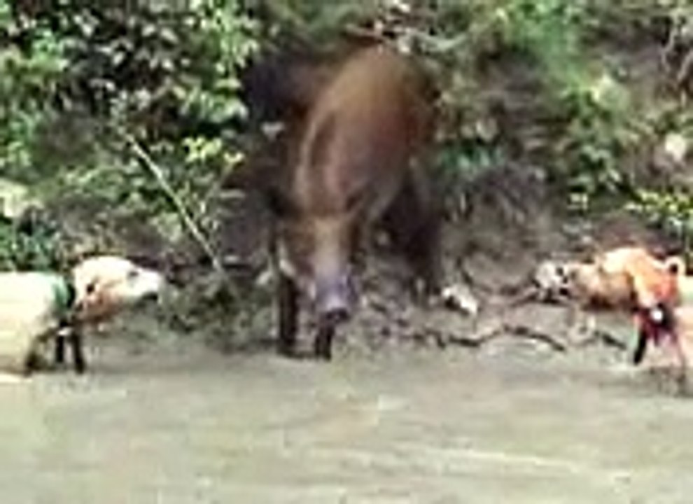 DOG.mp4