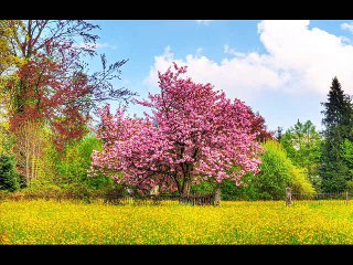 Pierre Perret C'est le Printemps