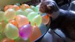 Munchkin Cat Pops Water Balloons