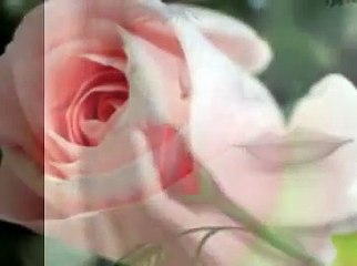 Barış Manço - Gül Pembe