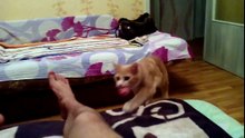 Russian cat thinks he's a dog