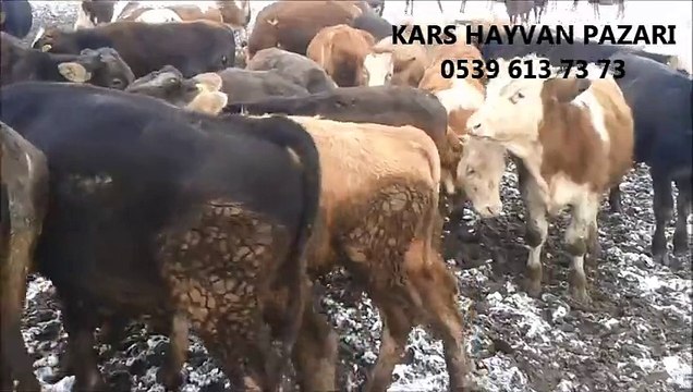 Kars Simental İnek Sahibinden, Kars Simental Sığır Fiyatları, Kars Simental Süt İneği, Kars Simental Süt İnekleri, Kars Simental Tosun,