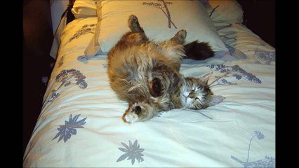 La sieste de Coccinelle