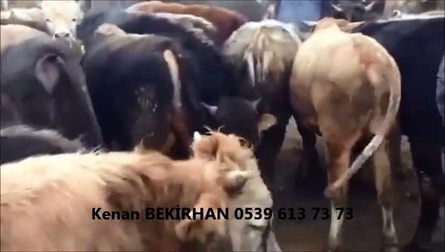 Kars Simental Dişi İnek, Kars Simental Dişi inekler, Kars Simental Düve, Kars Simental Düve Fiyatları, Kars Simental Düve Fiyatları 2014