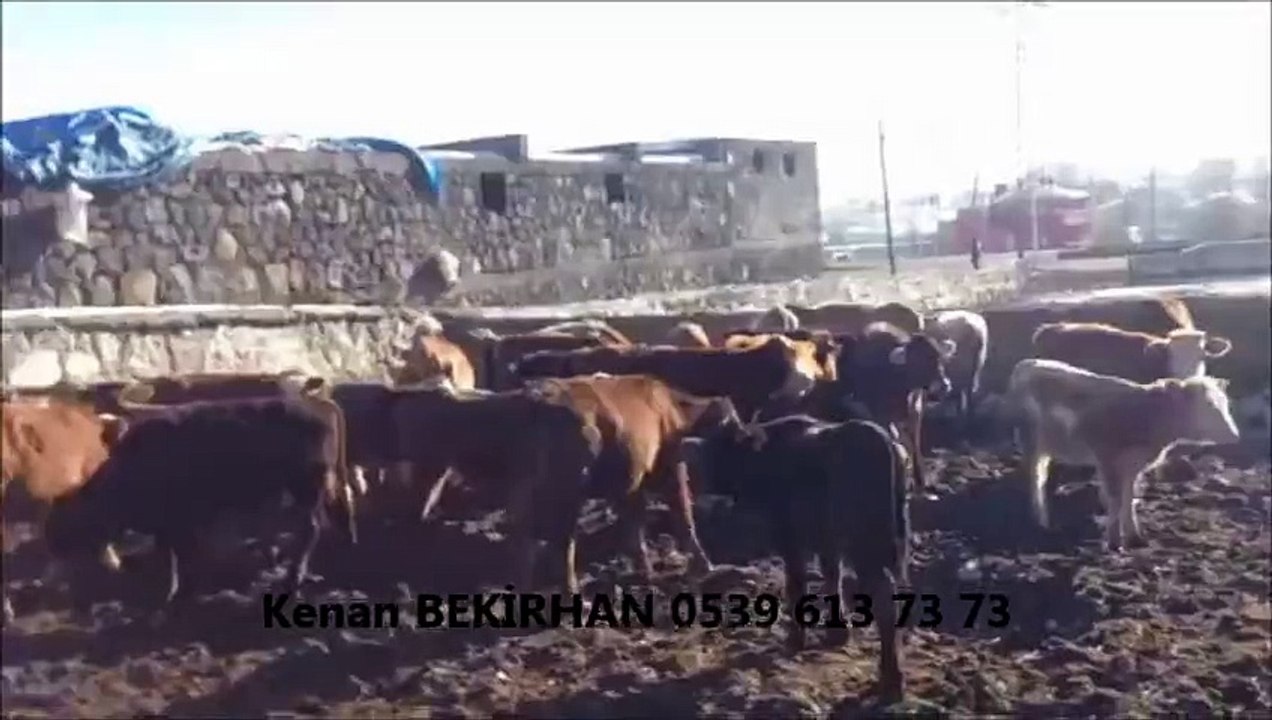 Kars Simental Erkek Buzağı, Kars Simental Erkek Buzağı fiyatları, Kars Simental Erkek Dana, Kars Simental Erkek Dana Fiyatları, Kars Simental Fiyatları