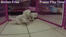 Bichon Frise, Puppies, For, Sale, in, Birmingham, Alabama, AL, Montgomery, Tuscaloosa, Jefferson, Sh