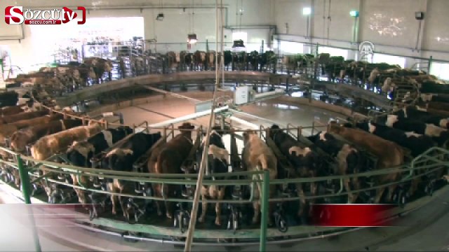 Böyle inek sağma sistemi görülmedi!