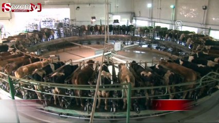 Böyle inek sağma sistemi görülmedi!