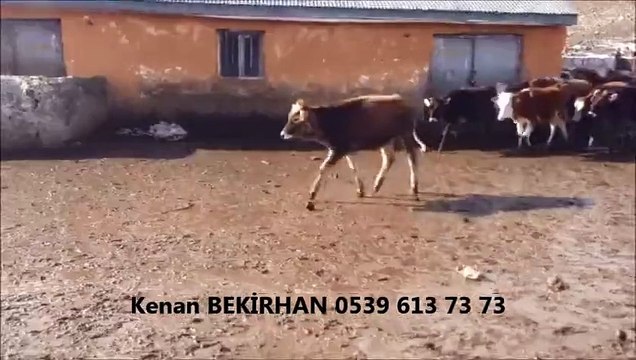 Kars Simental Dişi Buzağı, Kars Simental Dişi Dana, Kars Simental Dişi Düve, Kars Simental Dişi Gebe Düve
