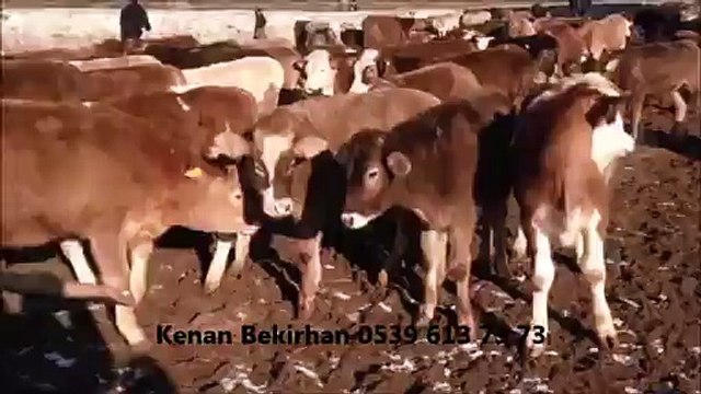 Kars Hayvan Pazarlama Kars Sanal Hayvan Pazarlama Kars'ta Hayvancılık