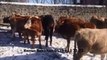 Kars Yerlisi Düve Fiyatları Kars Hayvan Pazarı Sanal Hayvan Pazarı Kars Hayvan Pazarlama Kars Sanal Hayvan Pazarlama Kars'ta Hayvancılık