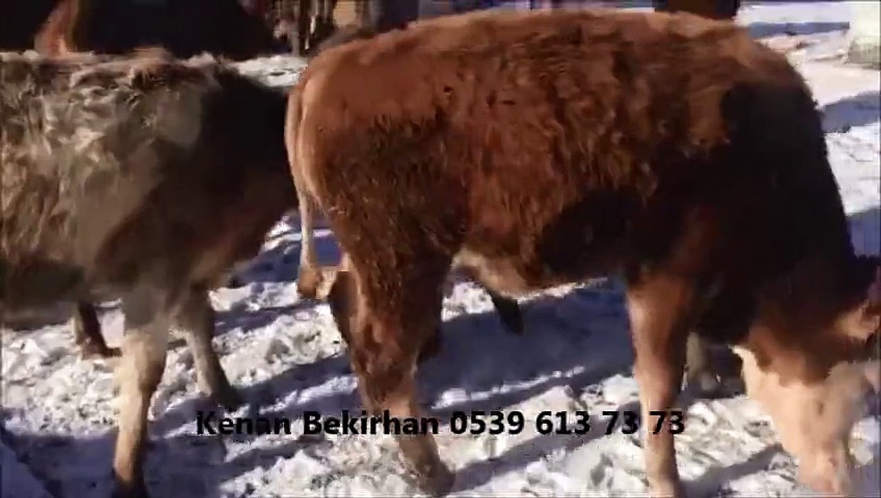 Kars Yerlisi Kurbanlık Fiyatları Kars Yerlisi Boğa Fiyatları Kars Yerlisi Kesimlik Hayvan Fiyatları Kars Yerlisi Kesimlik Dana Fiyatları Kars Yerlisi İnek Fiyatları Kars Yerlisi Buzağılı İnek Fiyatları Kars Yerlisi Kesimlik İnek Fiyatları Kars Yerlisi Düv